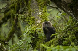 WCS Congratulates India for Newly Expanded Protected Areas that Safeguard Macaques, Hornbills, Bats  